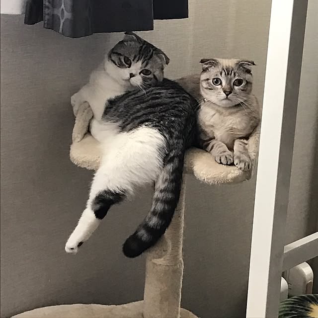 Dahliaさんの実例写真