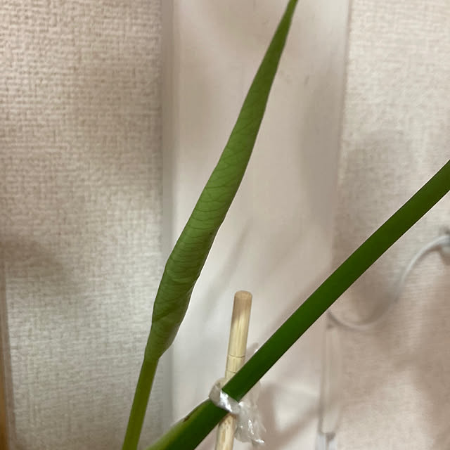 Tsunanさんの部屋