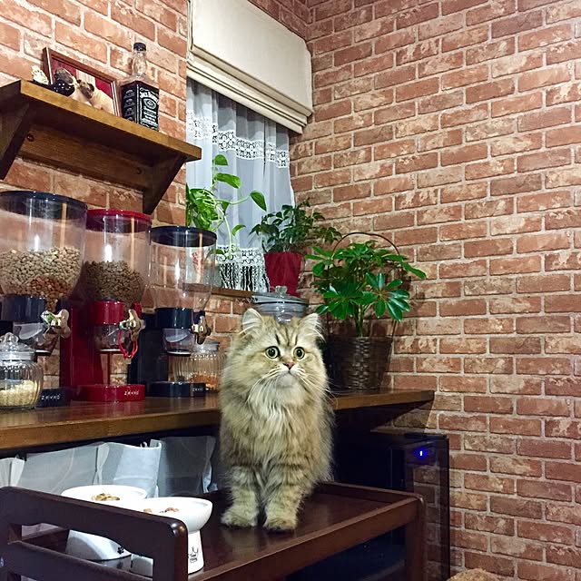 butachanさんの実例写真