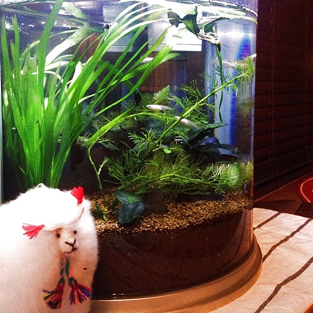 naconoeruさんの実例写真
