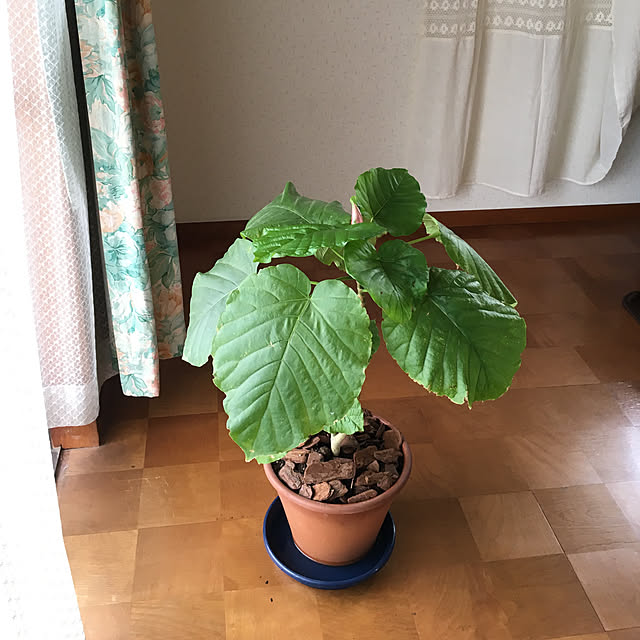 m-ktry.0530mikaさんの実例写真
