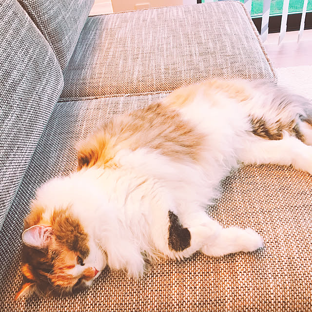 Yukaさんの実例写真