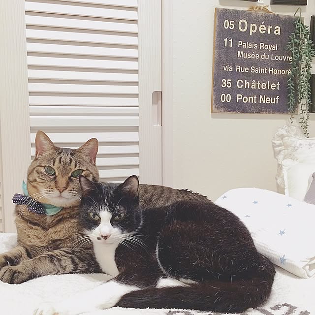 lovecatさんの実例写真