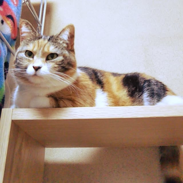 yukieさんの実例写真