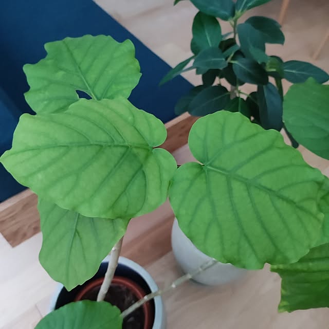 kumako.ieさんの部屋