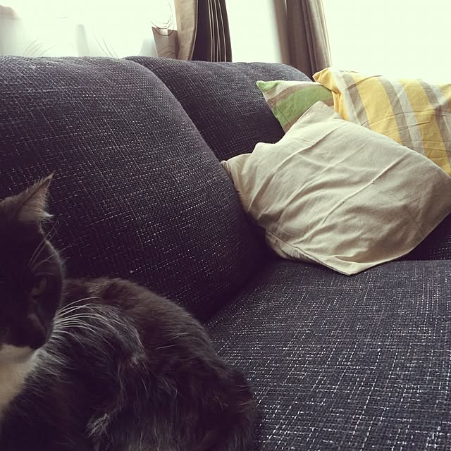 afroさんの実例写真