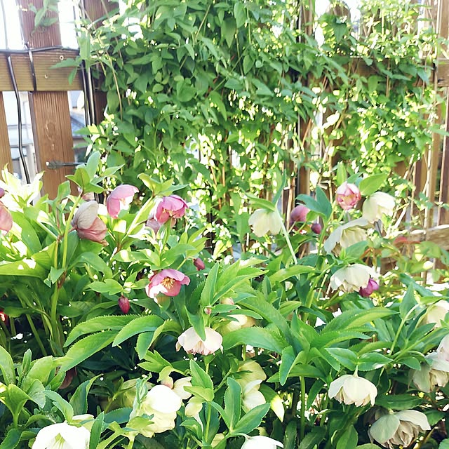 VIORAさんの実例写真