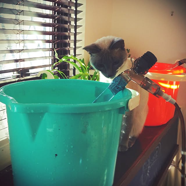 poiさんの実例写真