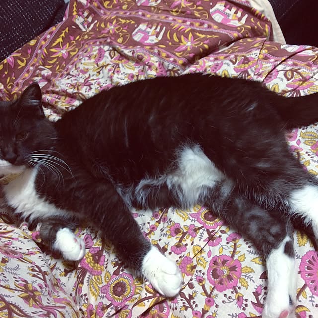 afroさんの実例写真
