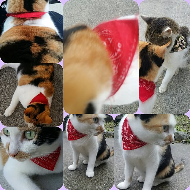 lemoned1126さんの実例写真
