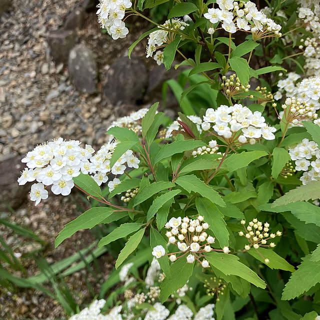 ikubooさんの部屋