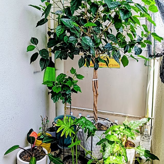 hanachanさんの部屋