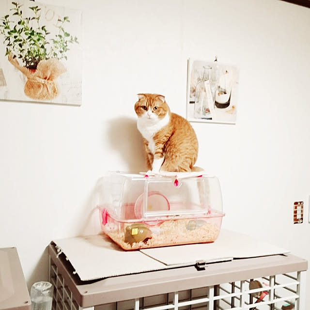 kumingさんの実例写真