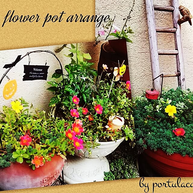 portulacaさんの実例写真