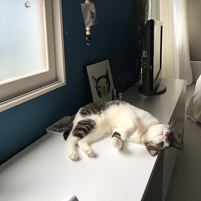 Shihoさんの実例写真