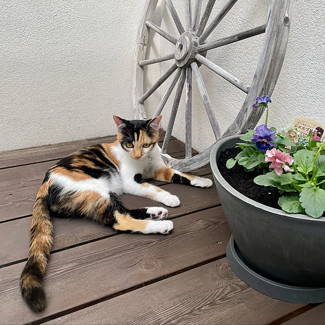 Kaneyukiさんの実例写真