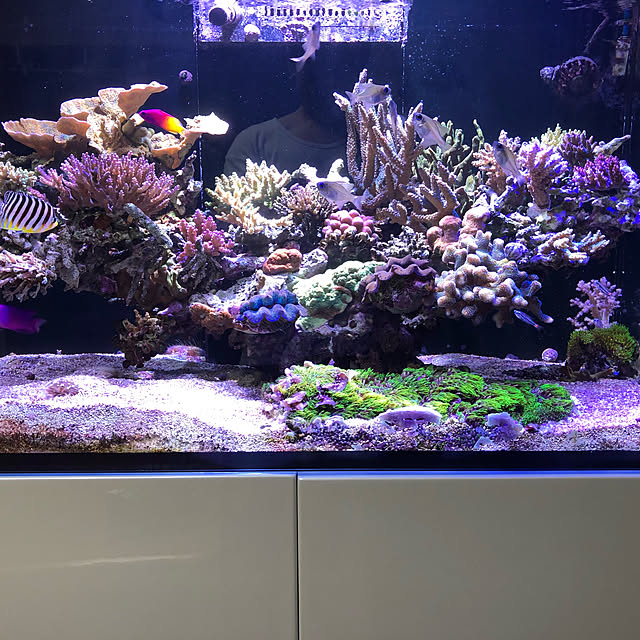 aquarium_seaさんの実例写真