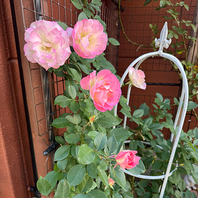 RoseLife5818さんの実例写真