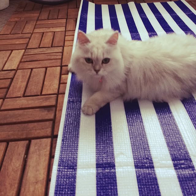axicoさんの実例写真