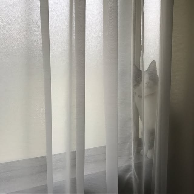 Shihoさんの実例写真