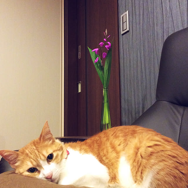 houenさんの実例写真