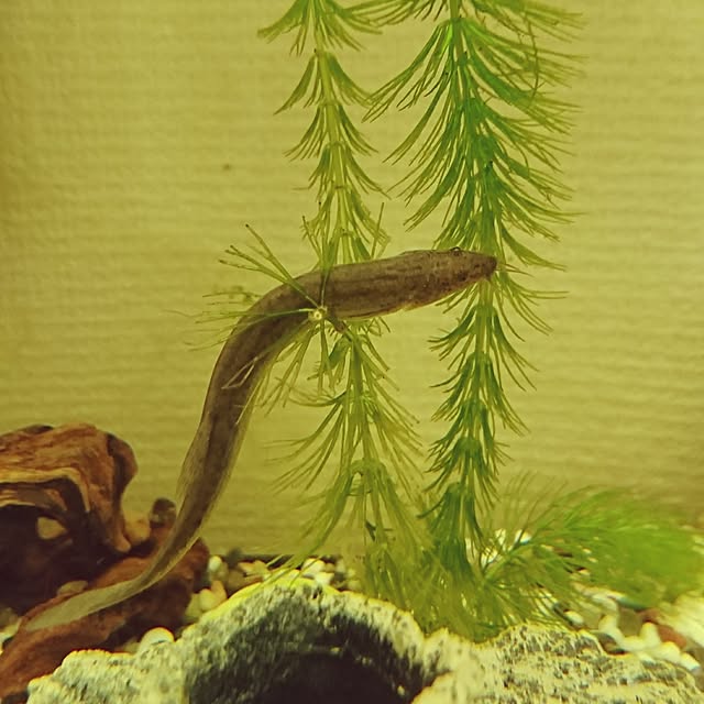AZさんの実例写真