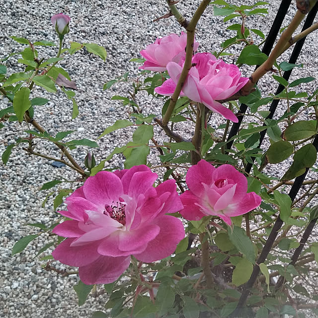 lilyさんの実例写真