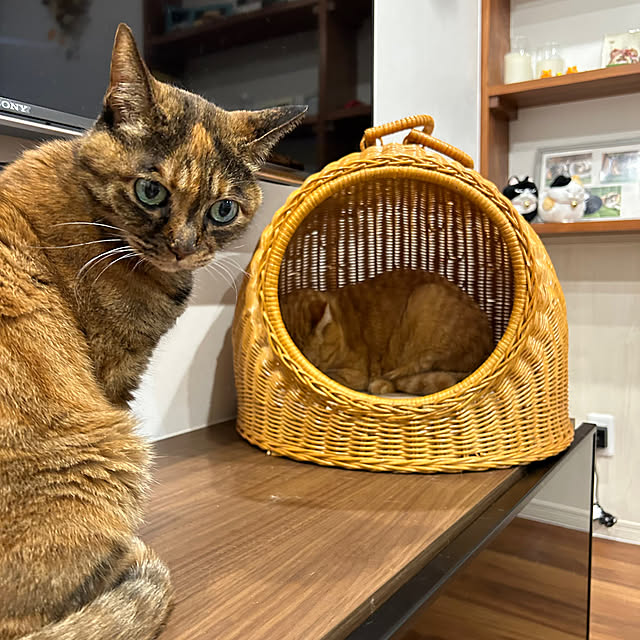mikeume7さんの部屋