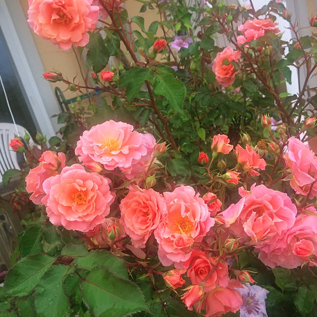 HappyRoseさんの実例写真