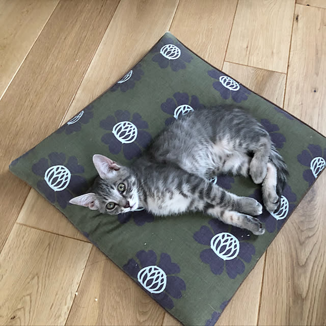 kuu511さんの実例写真