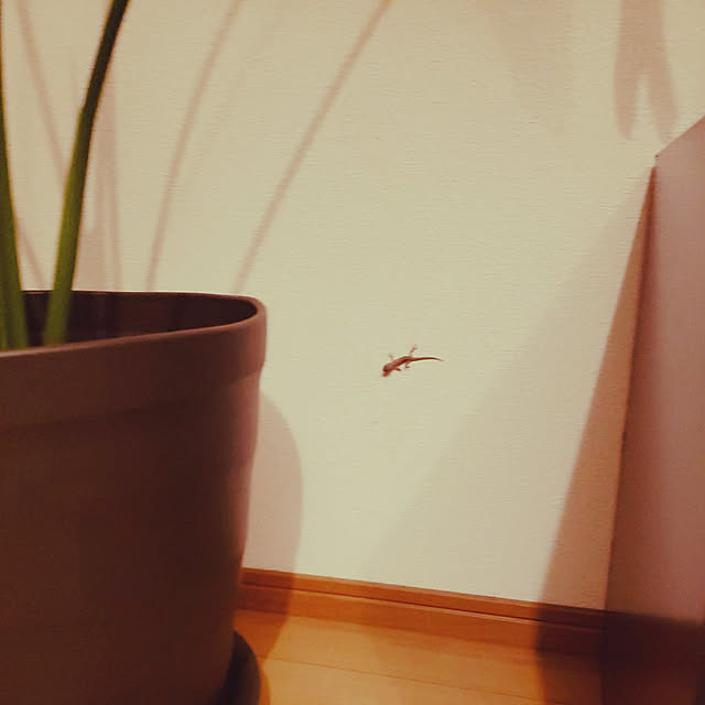 mikoさんの実例写真