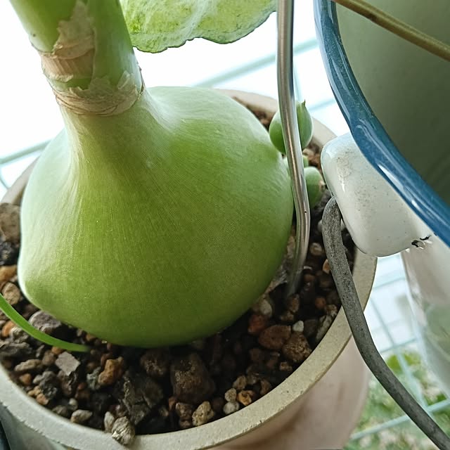 wanidaさんの部屋