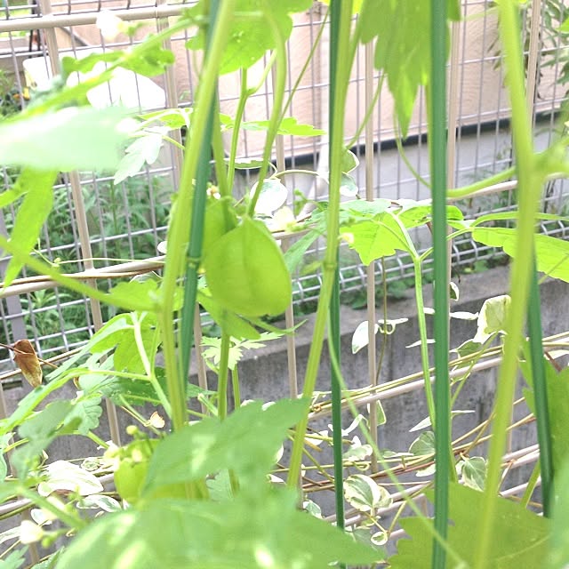 dicekbeetleさんの実例写真