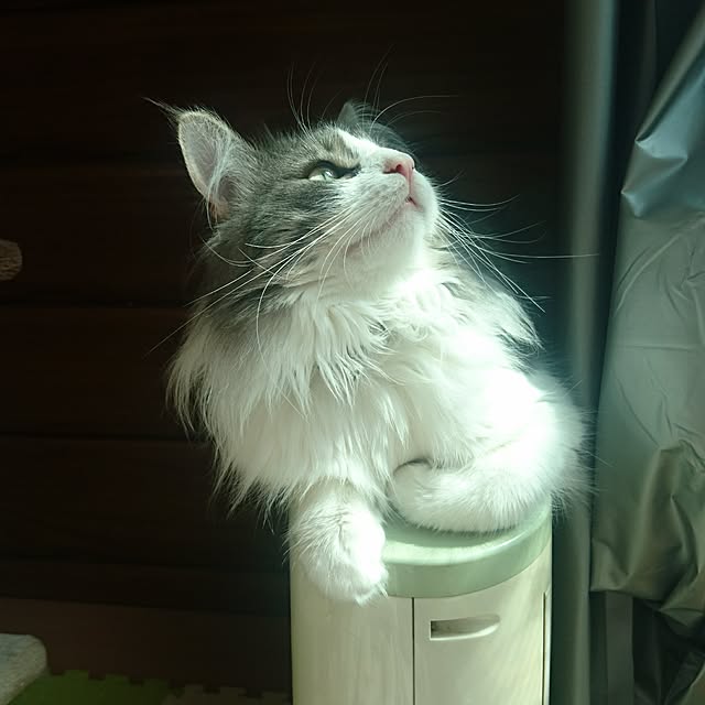 shinobuさんの実例写真