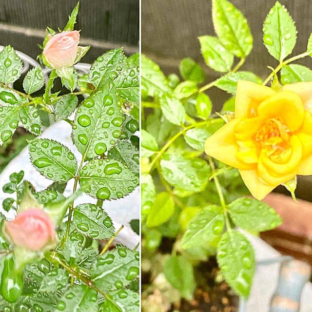 雨のミニ薔薇/見て頂き有難うございます♬/部屋全体のインテリア実例 - 2022-08-28 17:42:55