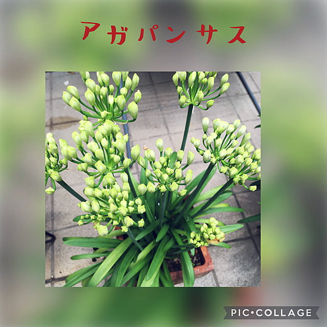 happy-sachiさんの実例写真