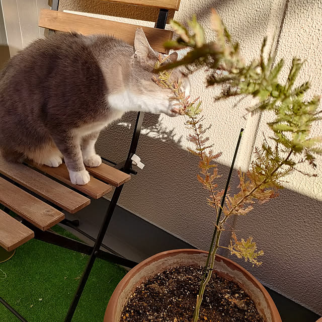 Yoko622さんの実例写真