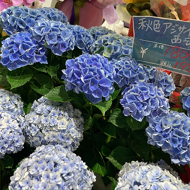 kuikoさんの部屋
