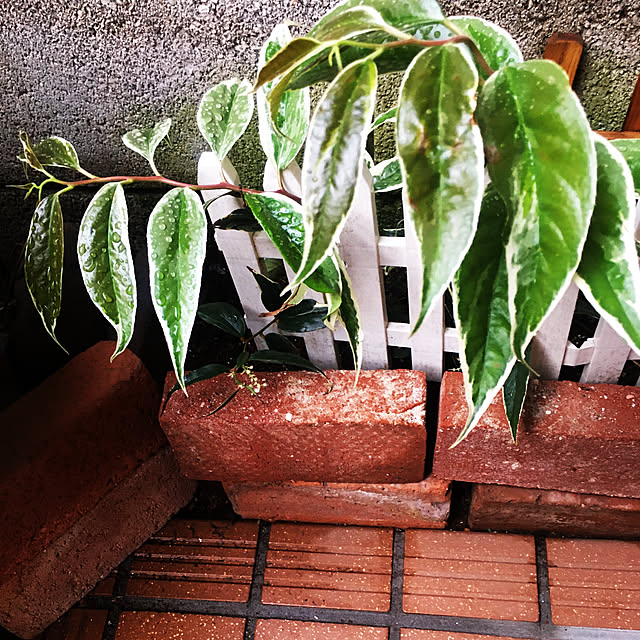 mimichankさんの実例写真