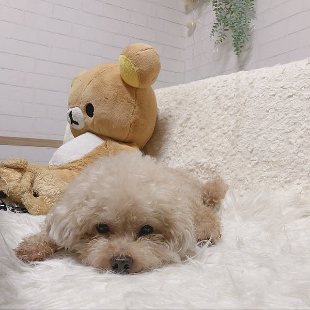 chocomamaさんの実例写真
