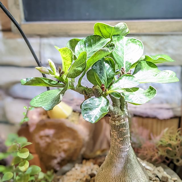 GINさんの部屋