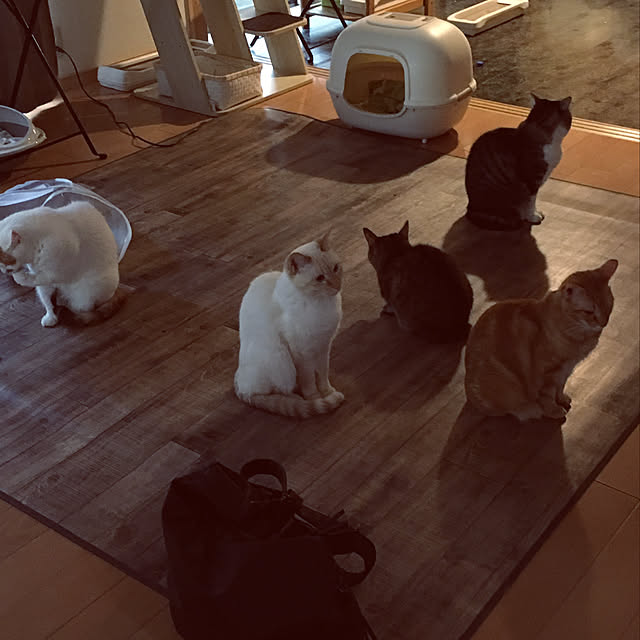 junbuさんの実例写真