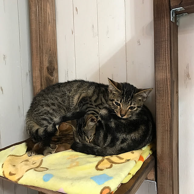 pepeさんの実例写真