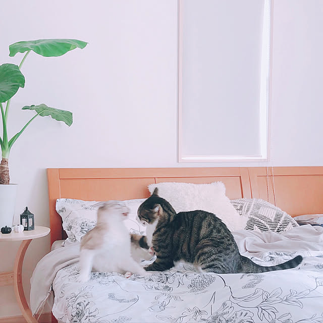 milkcocoaさんの実例写真