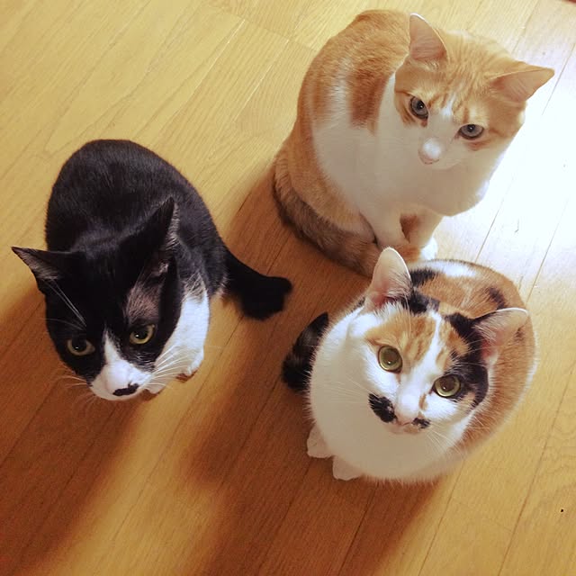 Kinanさんの実例写真