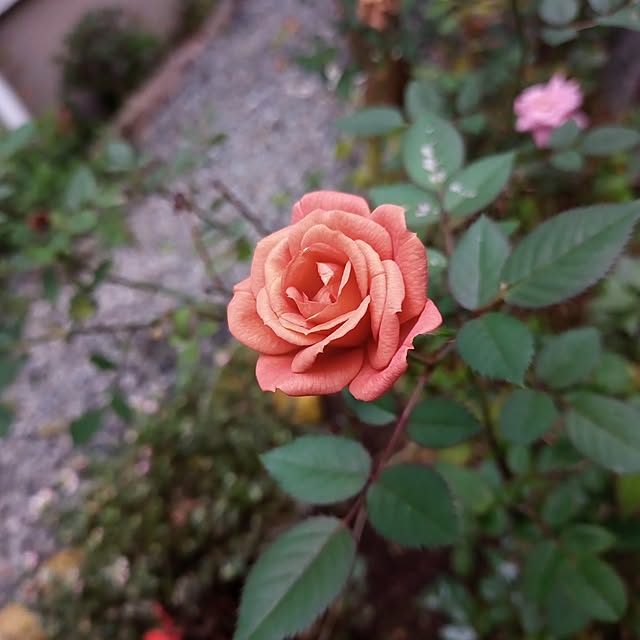 brooklynさんの実例写真