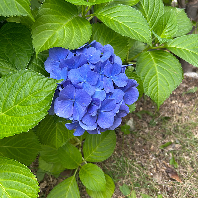 miukiさんの部屋