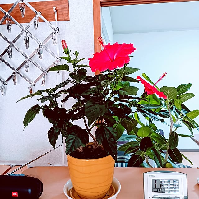 hanachanさんの部屋