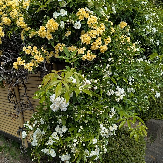 minnieさんの部屋