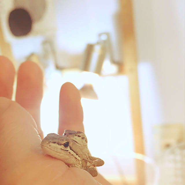 oasisさんの実例写真